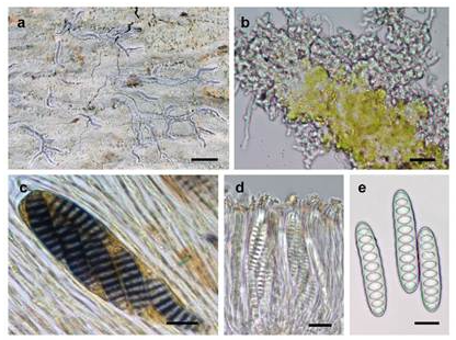 Indian Scientists Discover New Lichen Species in Western Ghats