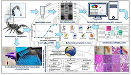 Indian Scientists have uncovered the secret of the black scorpion’s powerful sting