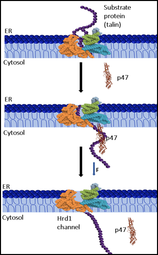 Scientists Uncover Cell’s Silent Guardian With Therapeutic Promise
