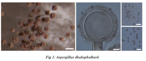Indian Scientists Discover Two Hidden Lifeforms in a Handful of Soil