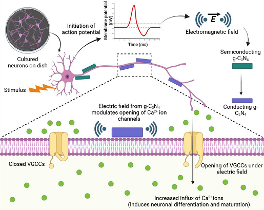 Indian Scientists Create Nanomaterial to Stimulate Brain Cells Without Surgery