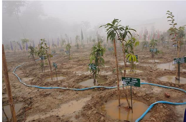 Micro-Forest at PM SHRI School Inaugurated in Gautam Buddh Nagar