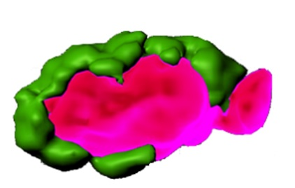 Researchers Uncover Key Protein Complex That Controls Cell Waste Removal