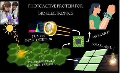 Scientists have discovered a remarkable property in a naturally occurring protein
