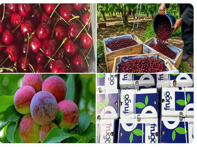 APEDA has shipped the first consignment of Jammu & Kashmir’s Areko cherries and Sentroza plums to the UAE
